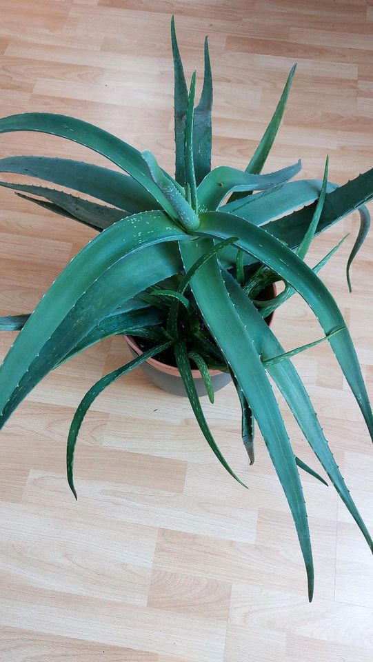 Aloe Vera Groß mit Ableger Aloevera Pflanze Zimmerpflanze in Weischlitz
