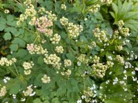 Wiesenraute , akeleiblättrig, cremeweiß mit rosa - Samen - Nr 41 Bayern - Strullendorf Vorschau