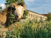 Offenstall hat noch Platz, Offenstallplatz, Pferd ,Pony ,Stall Sachsen-Anhalt - Arnstein Vorschau