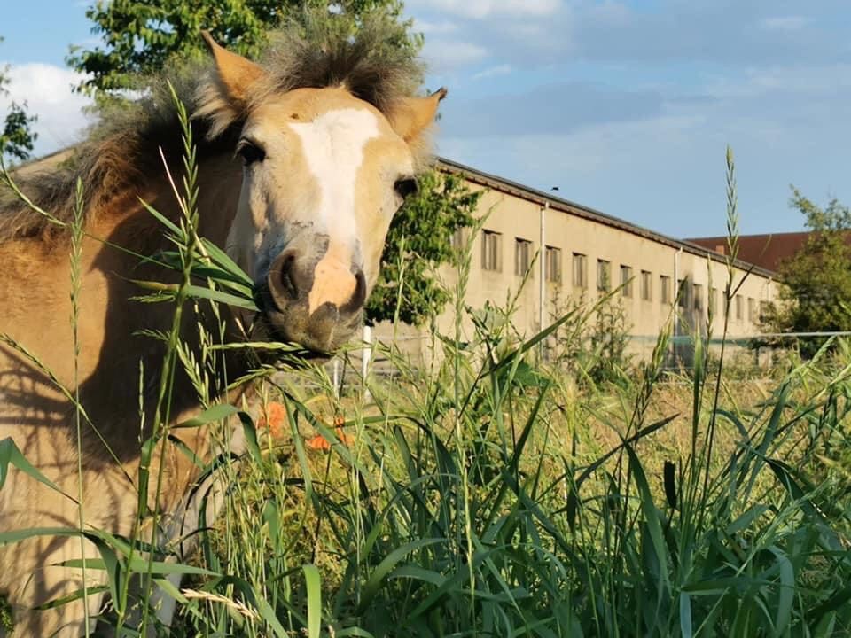 Offenstall hat noch Platz, Offenstallplatz, Pferd ,Pony ,Stall in Arnstein