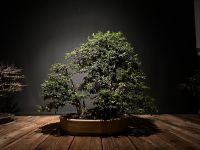 Lonicera Heckenkirsche Bonsai in Erwin Grzesinski Schale Hessen - Reinheim Vorschau