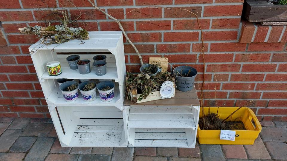nur noch 6 Stück Starke junge Katzenminze Stauden in Wahrenholz
