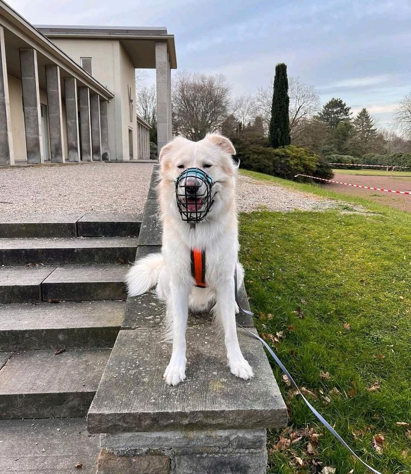 Simba:König der Hunde ❤️ in Essen