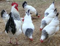 Sussex weiß-schwarz columbia Bruteier Hühner Eier zum ausbrüten Hessen - Reinheim Vorschau