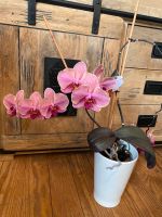Orchidee Zimmerpflanze Pflanze 2 Blütentriebe inkl. Übertopf Hessen - Butzbach Vorschau