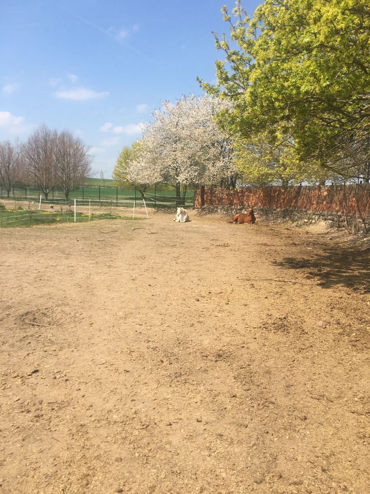 Offenstall hat noch Platz, Offenstallplatz, Pferd ,Pony ,Stall in Arnstein