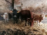 Mutterkühe absetzer Rind Kuh Niedersachsen - Clenze Vorschau