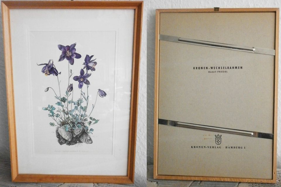 Akelei Botanik Malerei1956 W. Schultz Pflanzen Bild 31x22 Bild in Rees
