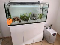 Aquarium für Axolotl mit Unterschrank, Durchlaufkühler, Filter .. Hessen - Ahnatal Vorschau