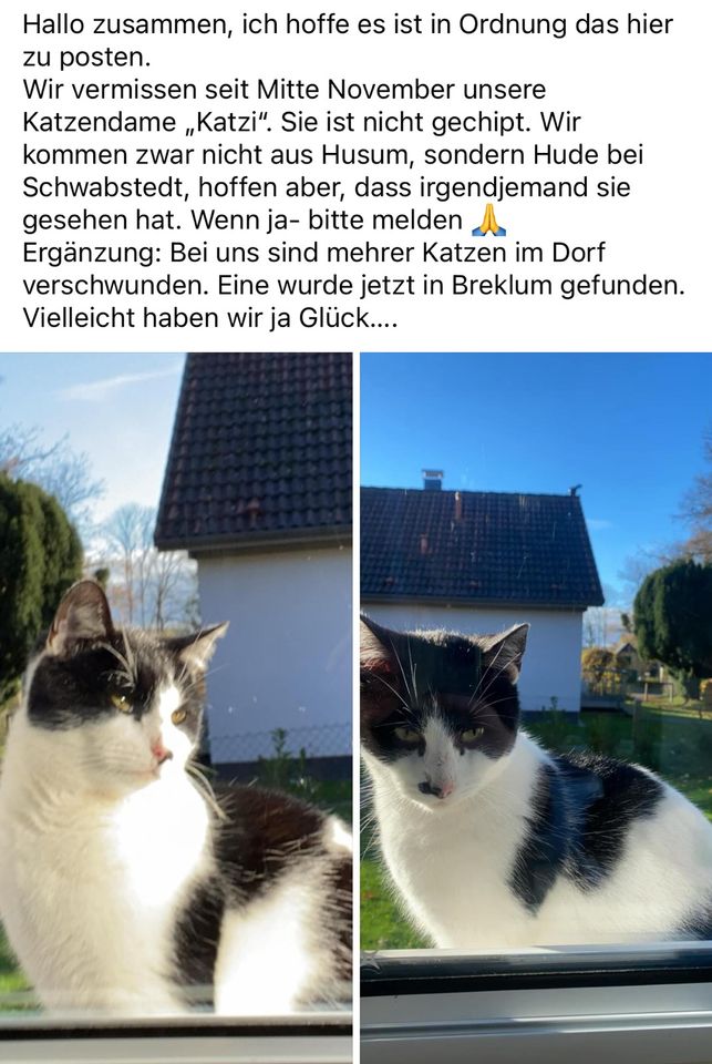 Katze entlaufen in Schwabstedt