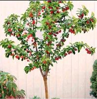 Süsse Kirsch Baum Kirschbäume im Kübel 8-10 Jahre Essen - Essen-Borbeck Vorschau