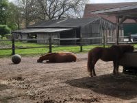 Offenstall für Ponys frei Nordrhein-Westfalen - Horstmar Vorschau