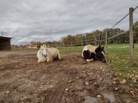 Suche Stallplatz/Offenstall fuer zwei Stuten Bayern - Würzburg Vorschau