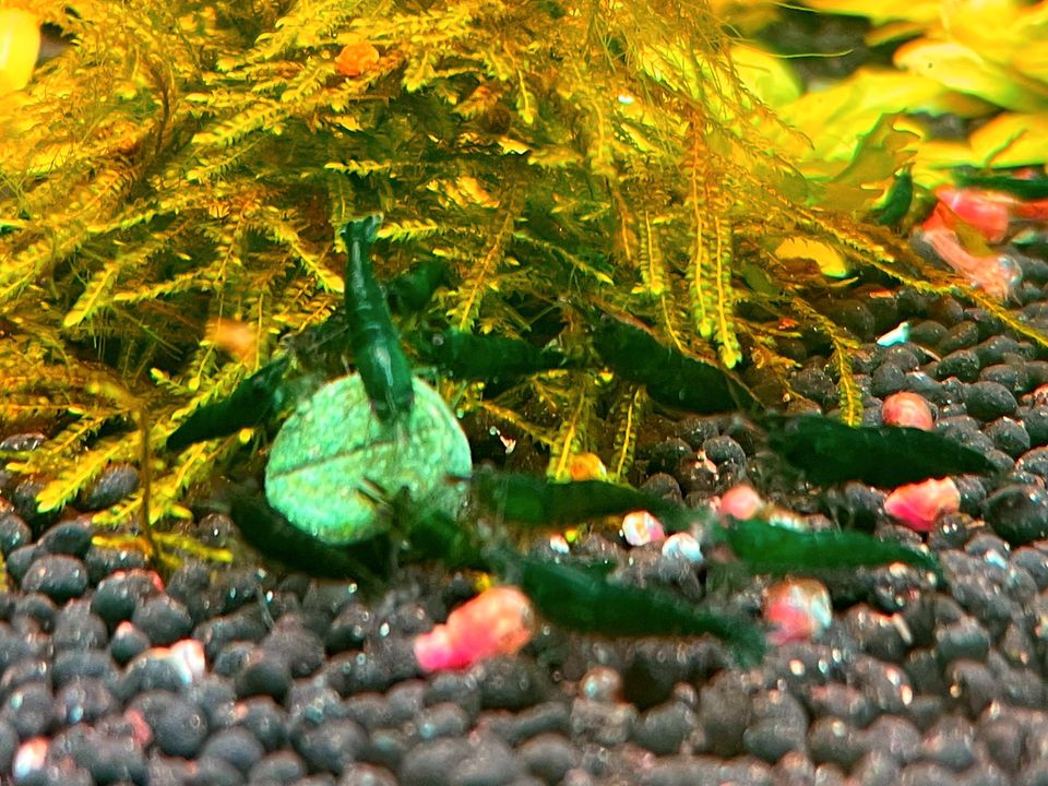 10 Stk. Green Jade Dark Neocaridina Zwerggarnele Top Qualität in Essen