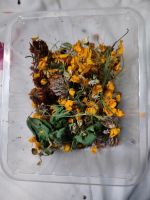 Blüten Mix für Garnelen, Schnecken und Asseln Sachsen - Aue Vorschau