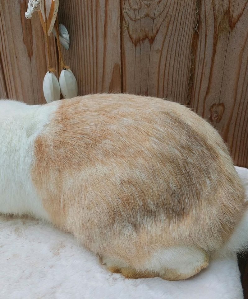 Deutsche Riesen Kaninchen Rammler Havannajapaner Weißohr BA in Nossen