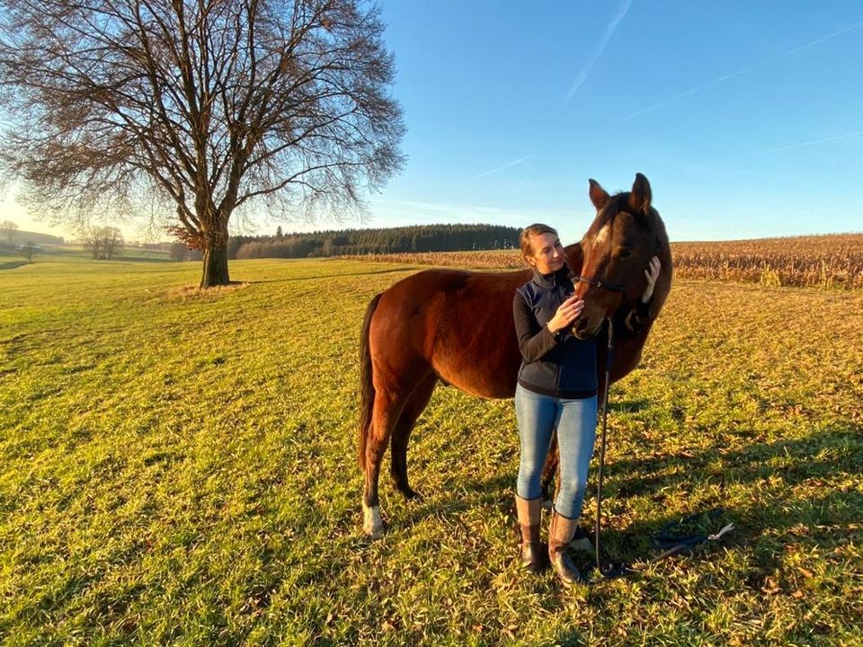 Horsemanship Bodenarbeit Reiten in Lindau