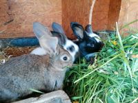 Stallhasen, Babyhasen, Hasen, Weibchen, Männchen Baden-Württemberg - Ostrach Vorschau