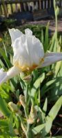 Iris verschiedene Farben Sachsen - Hainichen Vorschau