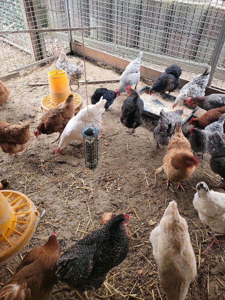 Frische Eier von glückliche  freilaufende Hühner in Baar i. Schwaben