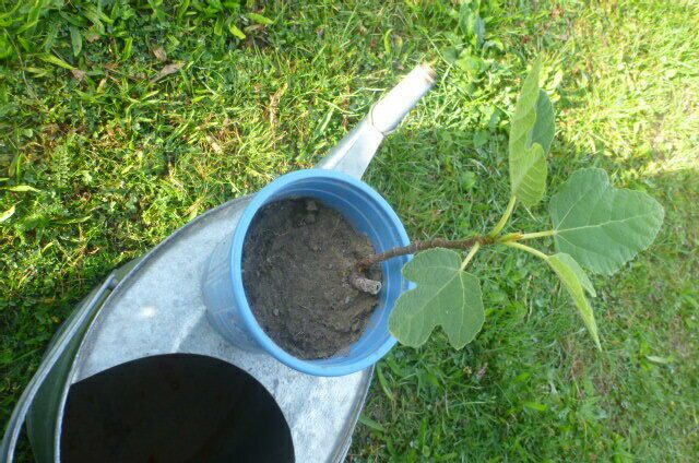 Echte Feige Pflanze Feigenbaum Ficus froshart ähnl. Brown Turkey in Stammham b. Ingolstadt