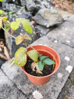 Brombeere Ableger, große Früchte, Garten Beet Obst Beeren Strauch Rheinland-Pfalz - Alpenrod Vorschau