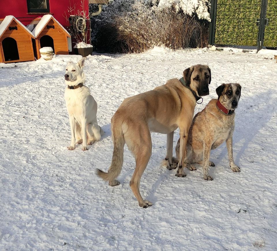 Traumzuhause für Rüde aus dem Tierschutz gesucht in Vaalermoor 