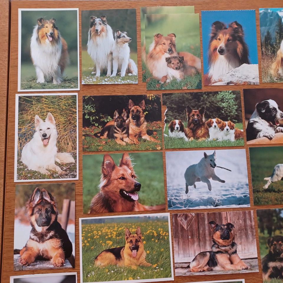 Postkarten Hunde Collies Sheltys Huskys Schäferhunde Dobermann in Rangsdorf