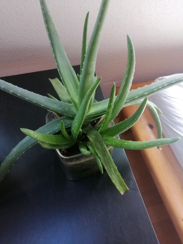 Aloe Vera Ableger in Klettgau