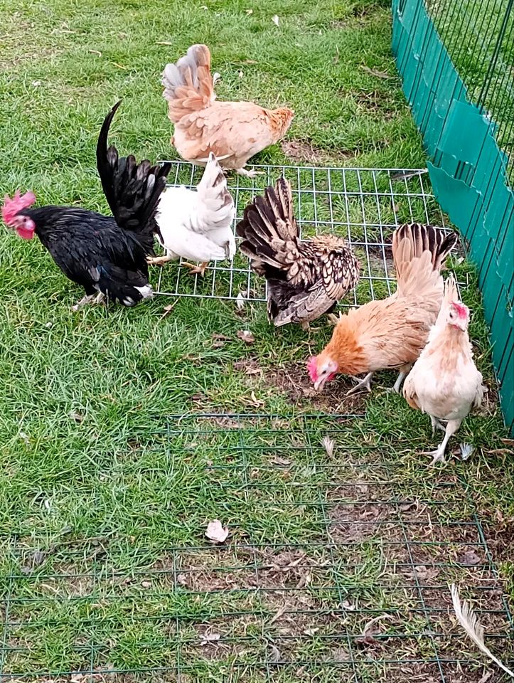 Serama Kalk Murmel in Burg (Spreewald)