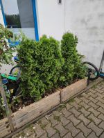 5x Thuja Smaragd Hecke Tanne sichtschutz 100cm 1m Nordrhein-Westfalen - Horn-Bad Meinberg Vorschau