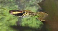 Endler Guppies – Tiger Endler – Snake Skin Nordrhein-Westfalen - Lennestadt Vorschau