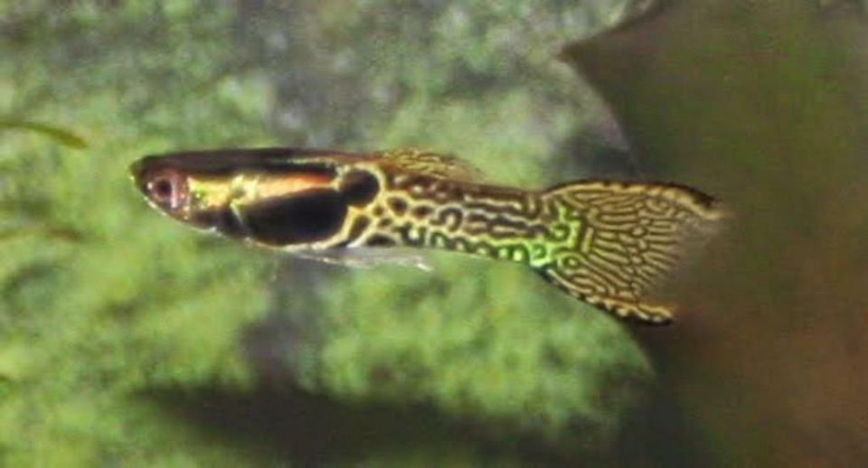 Endler Guppies – Tiger Endler – Snake Skin in Lennestadt