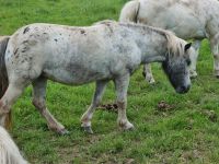 Nette Ponystute Tigerschecke sucht rehegerechtes Zuhause Thüringen - Hörselberg-Hainich Vorschau