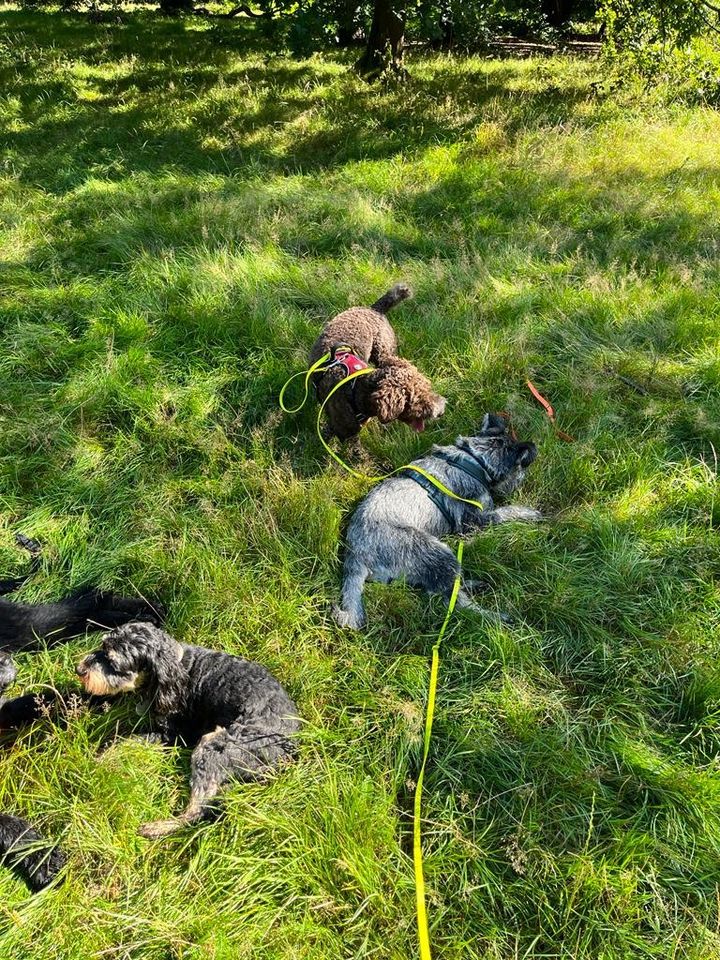 Liebevoll und professionelle Hundebetreuung <3 in Hamburg