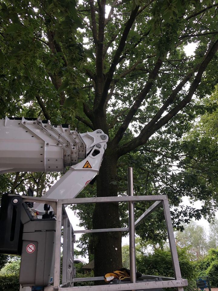 Baumpflege Eichenprozessionspinner Wurzelfräsen in Saerbeck