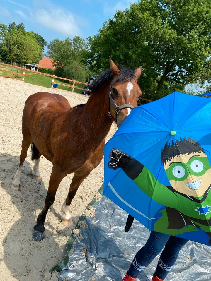 Welsh Mountain Pony A (17 Jahre) in Stedesdorf