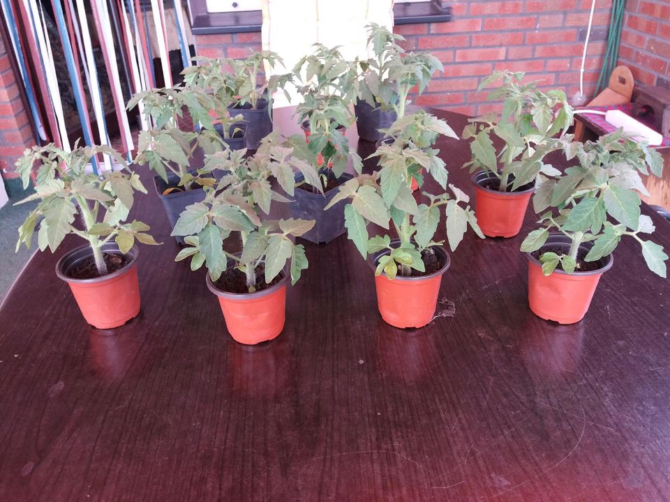 Tomatenjungpflanzen in Lingen (Ems)