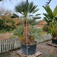 Zwergpalme Chamaerops Cerifera XXL Palme Hessen - Wiesbaden Vorschau