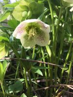 Lenzrose Helleborus Leipzig - Schleußig Vorschau