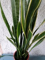 Sansevieria Bogenhanf groß Baden-Württemberg - Münsingen Vorschau