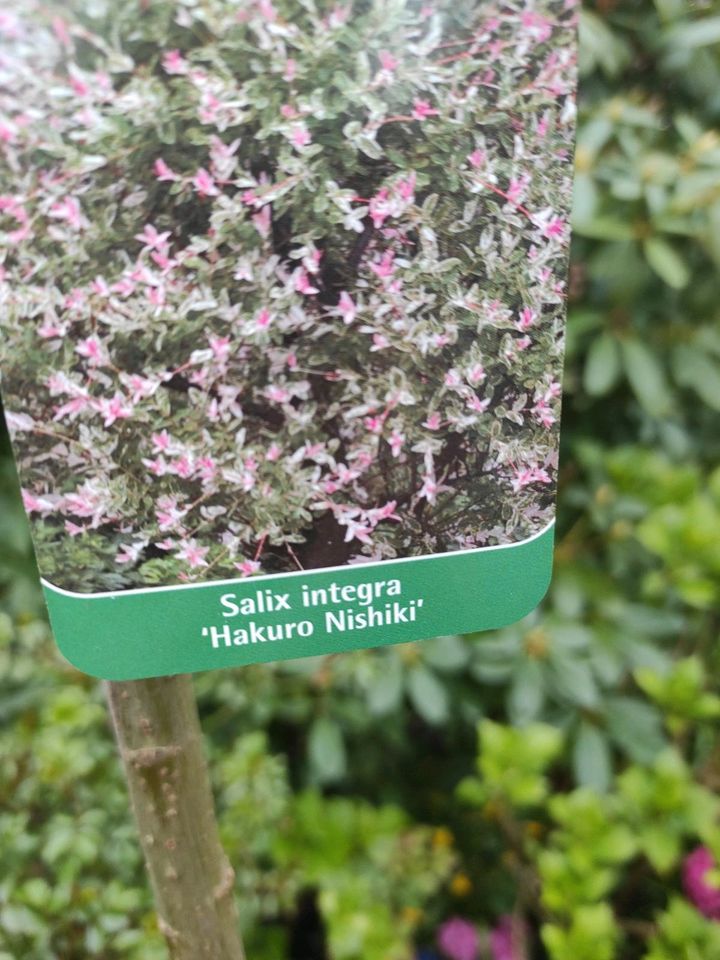 Garten Pflanze Salix integra Stämmchen in Mönchengladbach