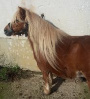 Verk. Original Shetland , Shetty , Pony , Stute , 8 Jahre , 98 cm Sachsen-Anhalt - Barby Vorschau