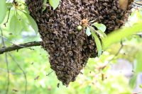 Bienenschwarm, Imker fängt ihn kostenlos Sachsen-Anhalt - Petersberg (Saalekreis) Vorschau