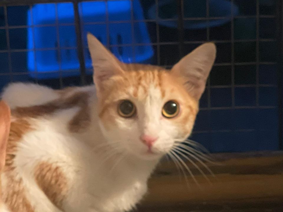 Martha -Liebevolles Katzenmädchen aus dem Tierschutz in Lünen