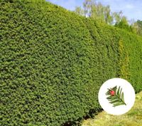 Heimische Eibe (Taxus baccata) Niedersachsen - Wardenburg Vorschau