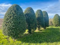 Eibe, TAXUS BACCATA, verschiedene Formgehölze Baden-Württemberg - Hohentengen Vorschau