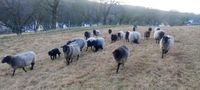 RPL- Schafe; Rauwollige Pommersche Landschafs- Lämmer von HB-Tier Dresden - Coschütz/Gittersee Vorschau