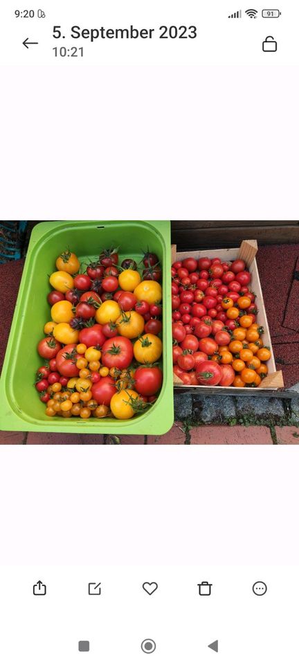 Tausche junge Tomatenpflanzen gegen Physalispflänzchen in Süsel