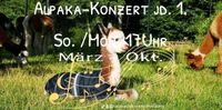 Konzert mit Alpakas Nordrhein-Westfalen - Tecklenburg Vorschau